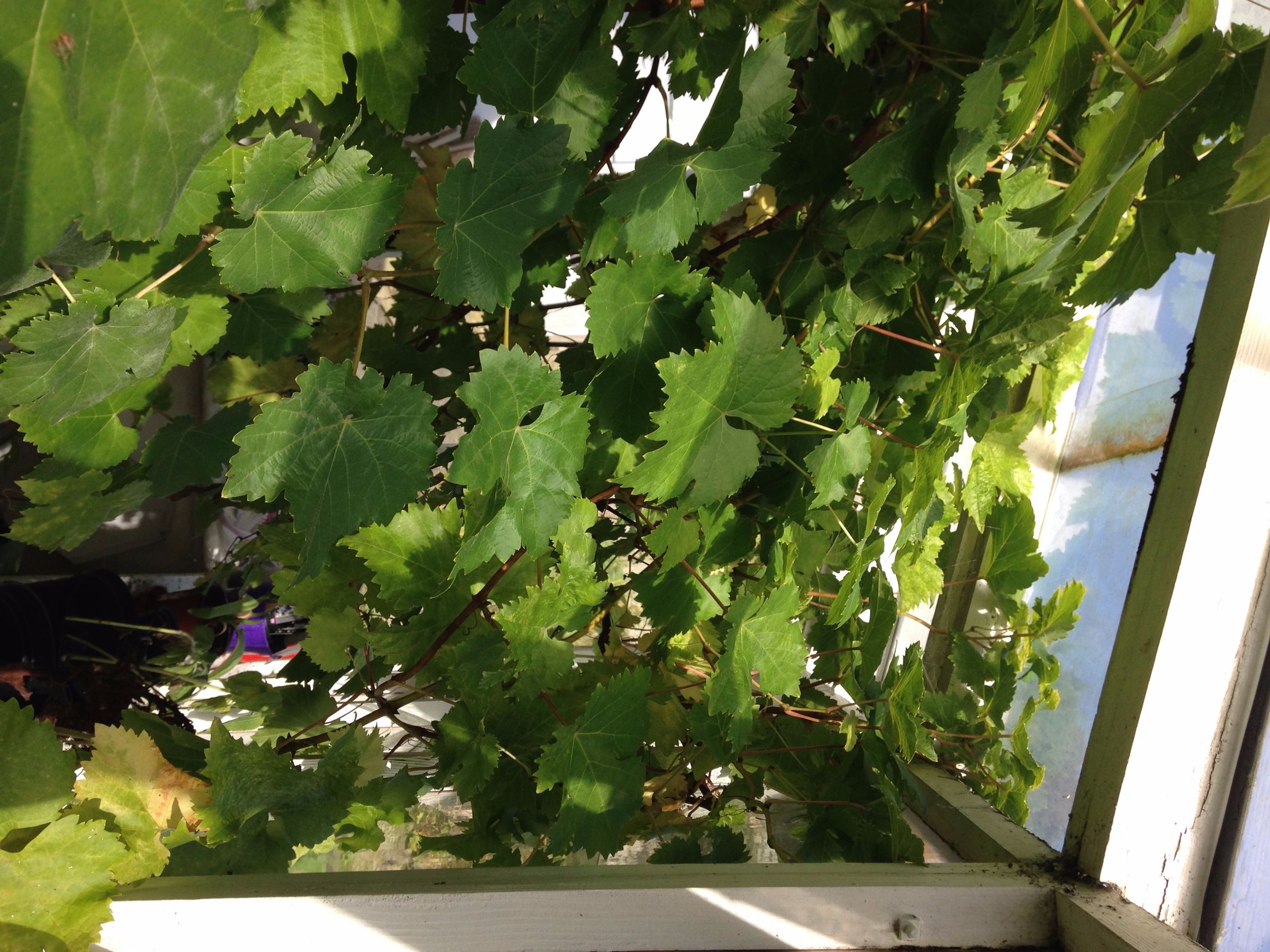 A Simple Way to Prune a Grape Vine in Autumn 5 Steps (with Pictures