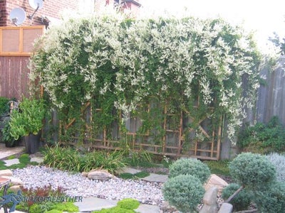 Plantings - Trellis Over the Seasons
