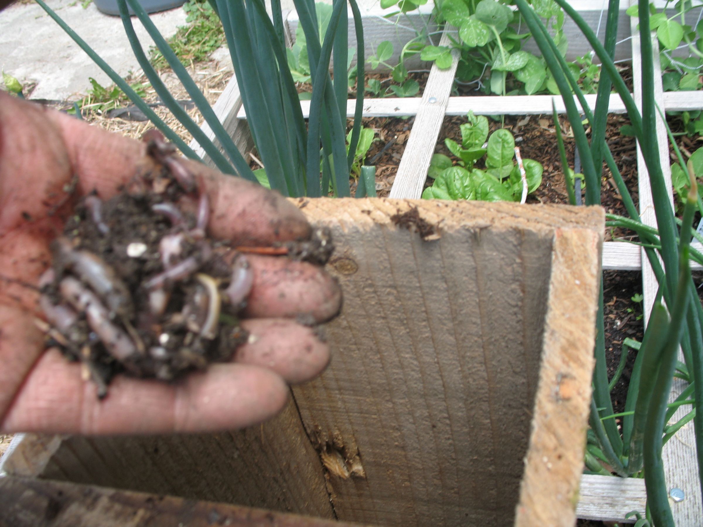 Worm Cafe Compost With Earthworms Right in Your Garden 13 Steps