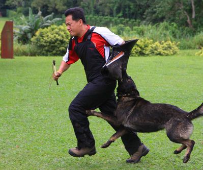 Recognizing the Importance of Dog Training