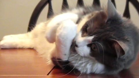 Homemade Cat Toys