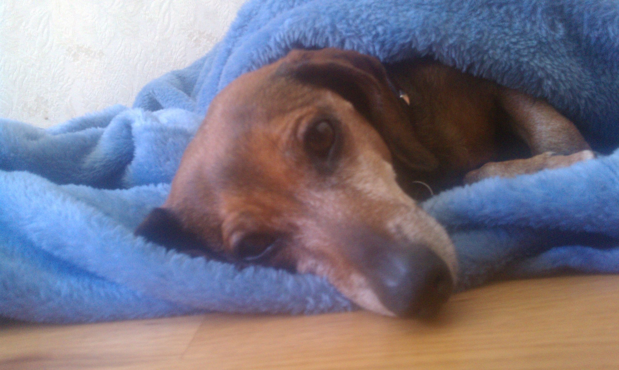 What to Do When Your Dachshund Is Stuck in a Sweater