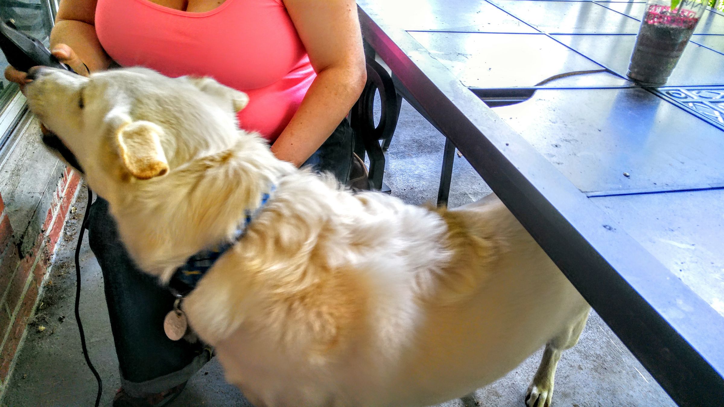 Doggy Nails by Dremel