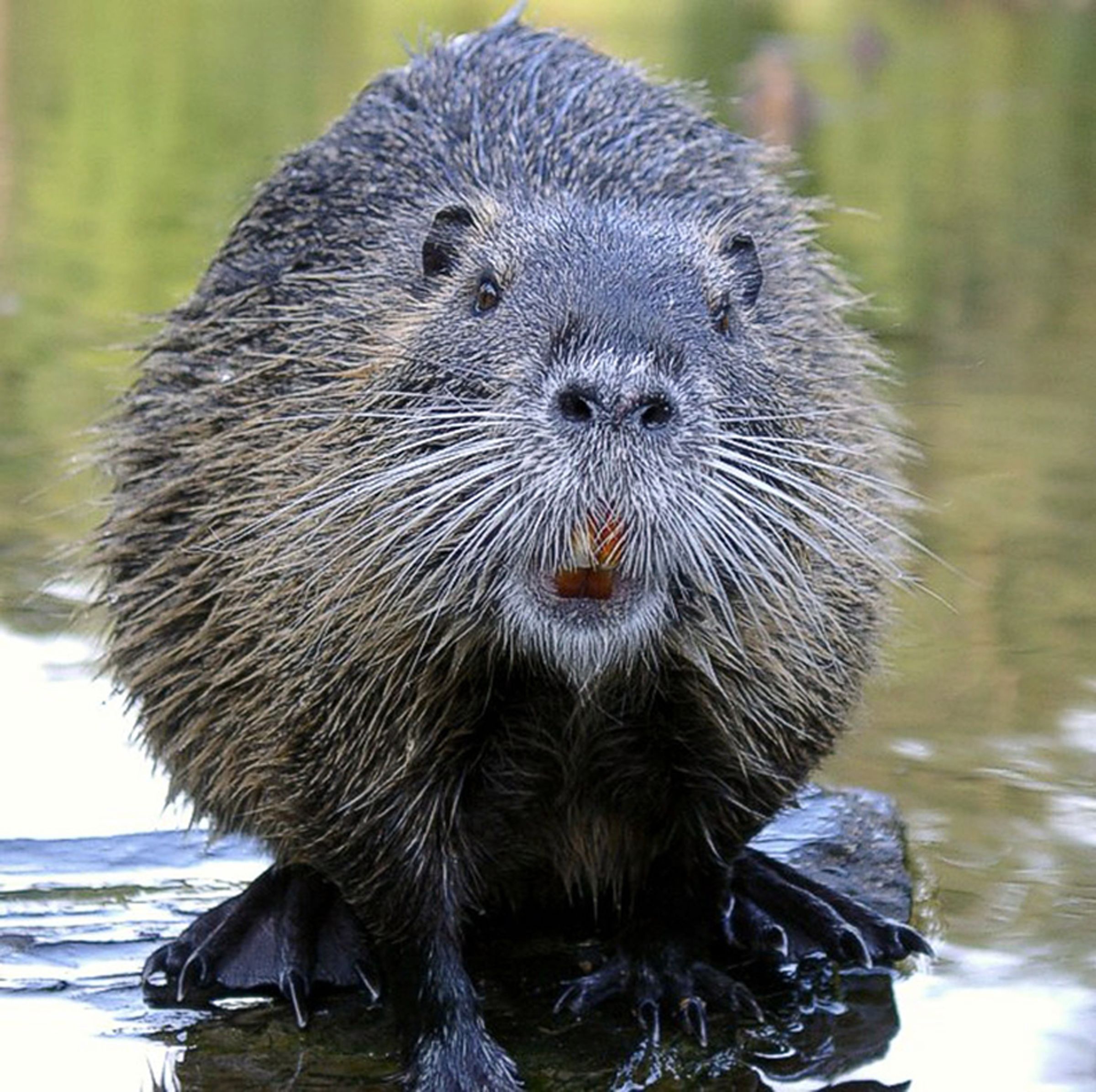 beaver84