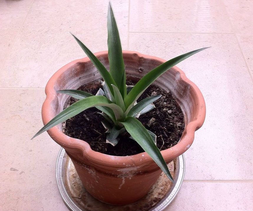 Grow a Pineapple Plant