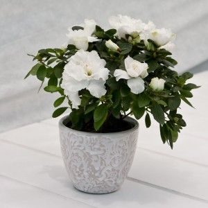 Gift Plant Delivery - Heartwarming Present on Your Anniversary