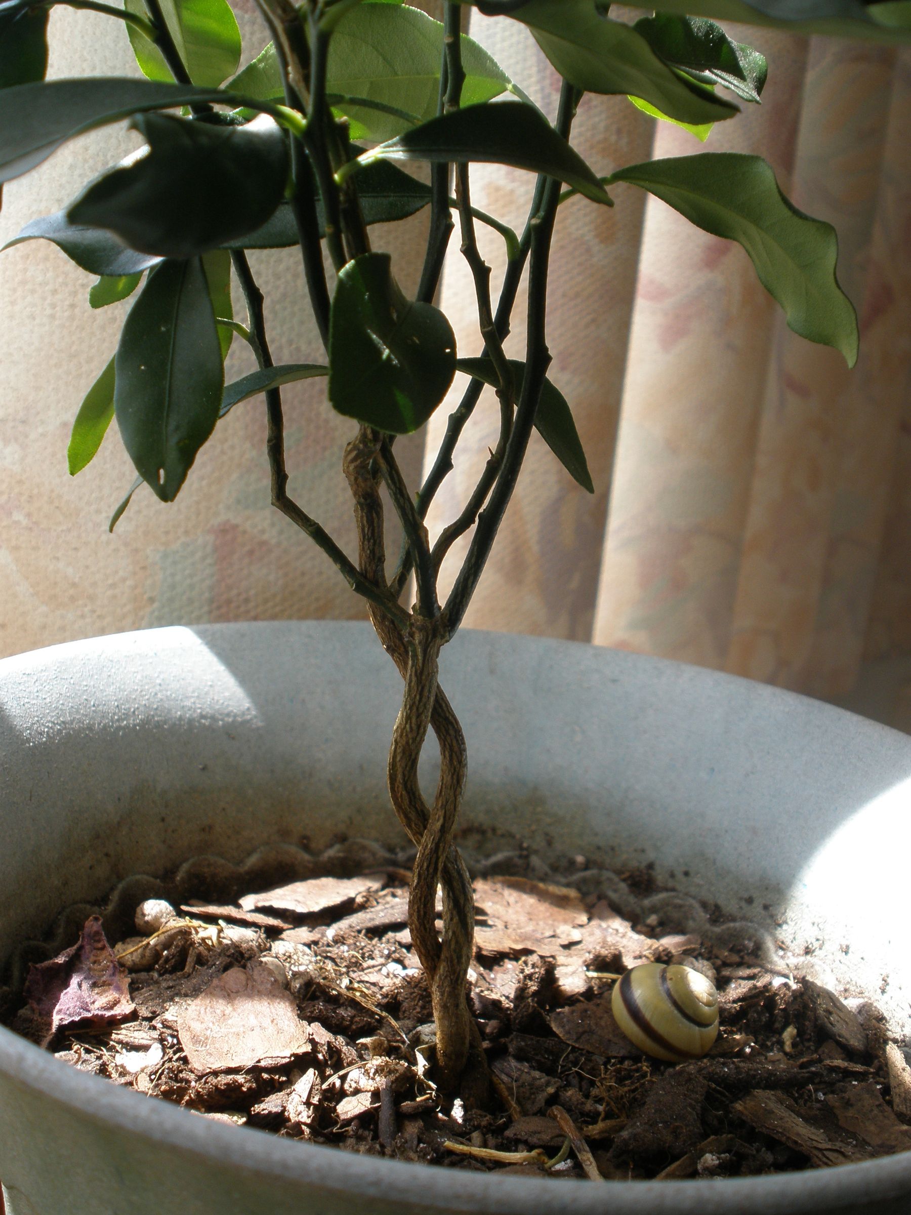 Grow Your Own Mini Tree Sculpture