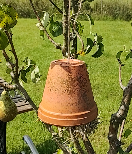Earwig Pot to Control Lice on Your Fruit Trees