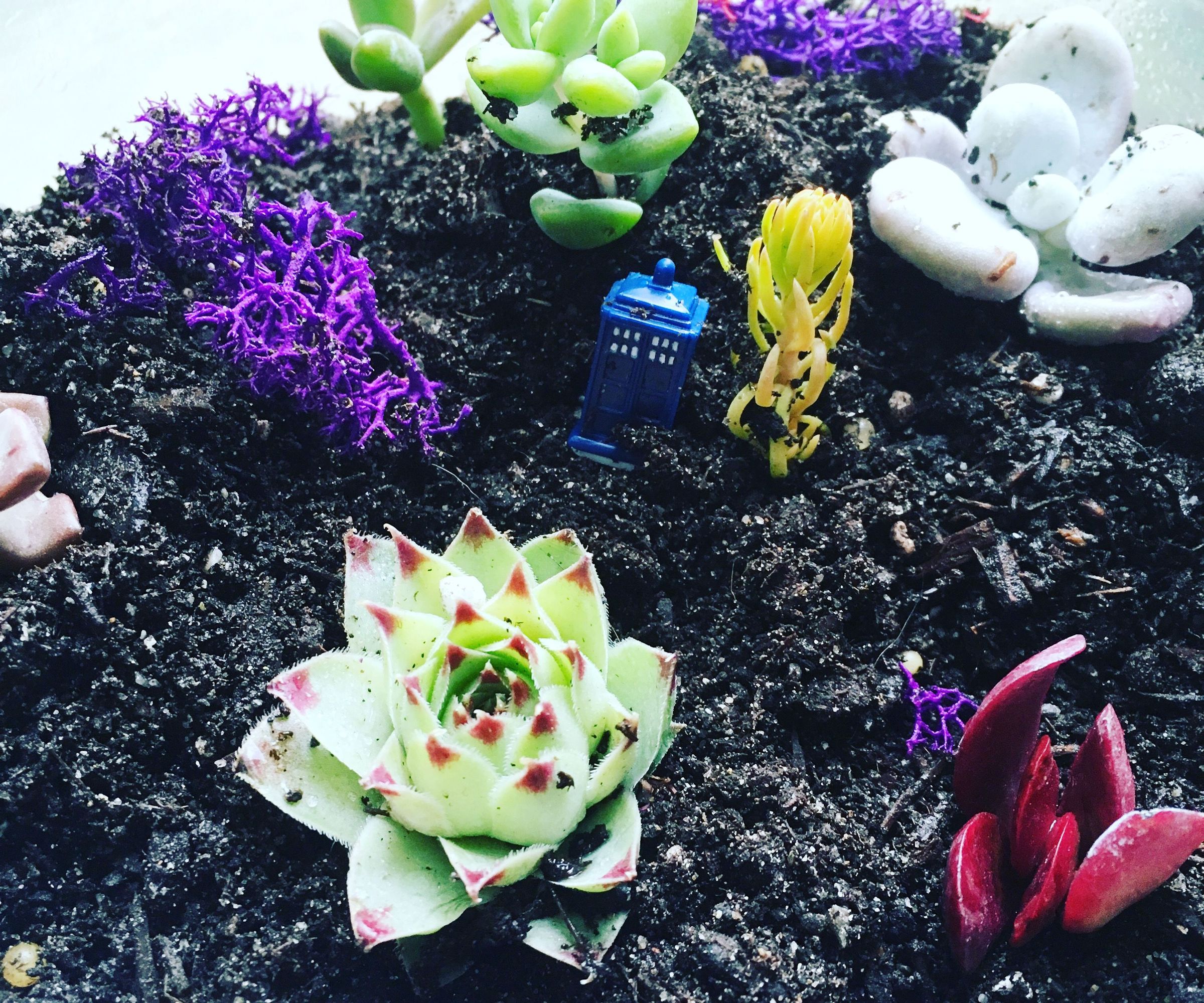 Themed Mini Garden