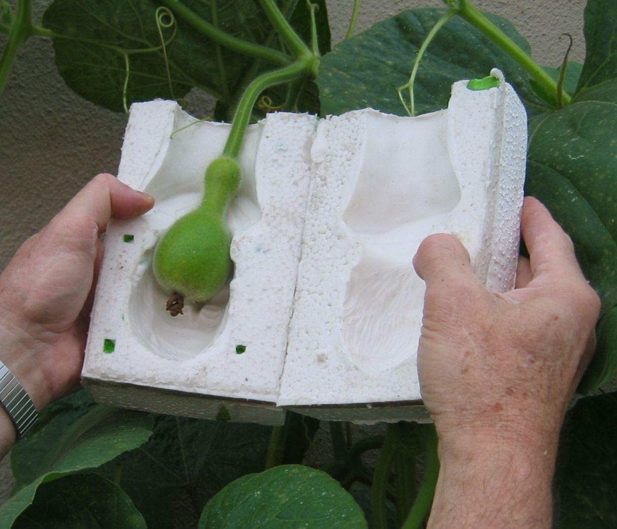 Portrait Gourds Grown in Molds 
