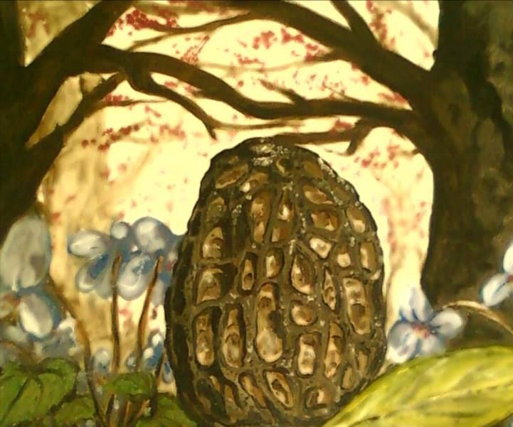 The Newbies Guide to Morel Mushrooms