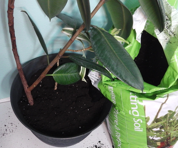 Put in Your Plant, and Place Soil Around the Roots