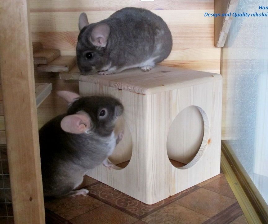 Chinchilla Cube-house