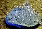 How to Make Epsom Salt Crysals