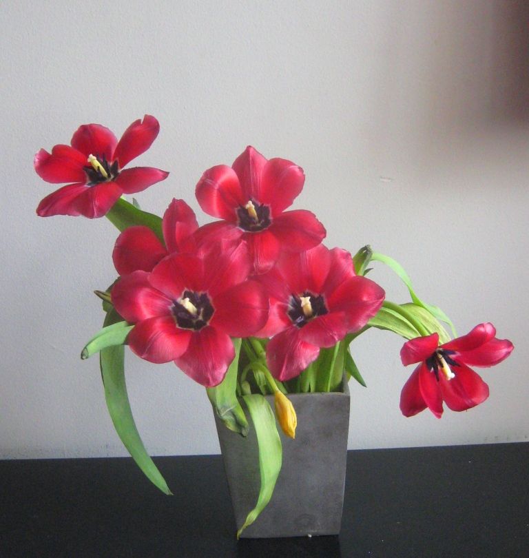 Flipping Tulips to Make Crazy Daisies