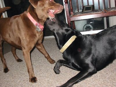 YOUR DOG AT HOME