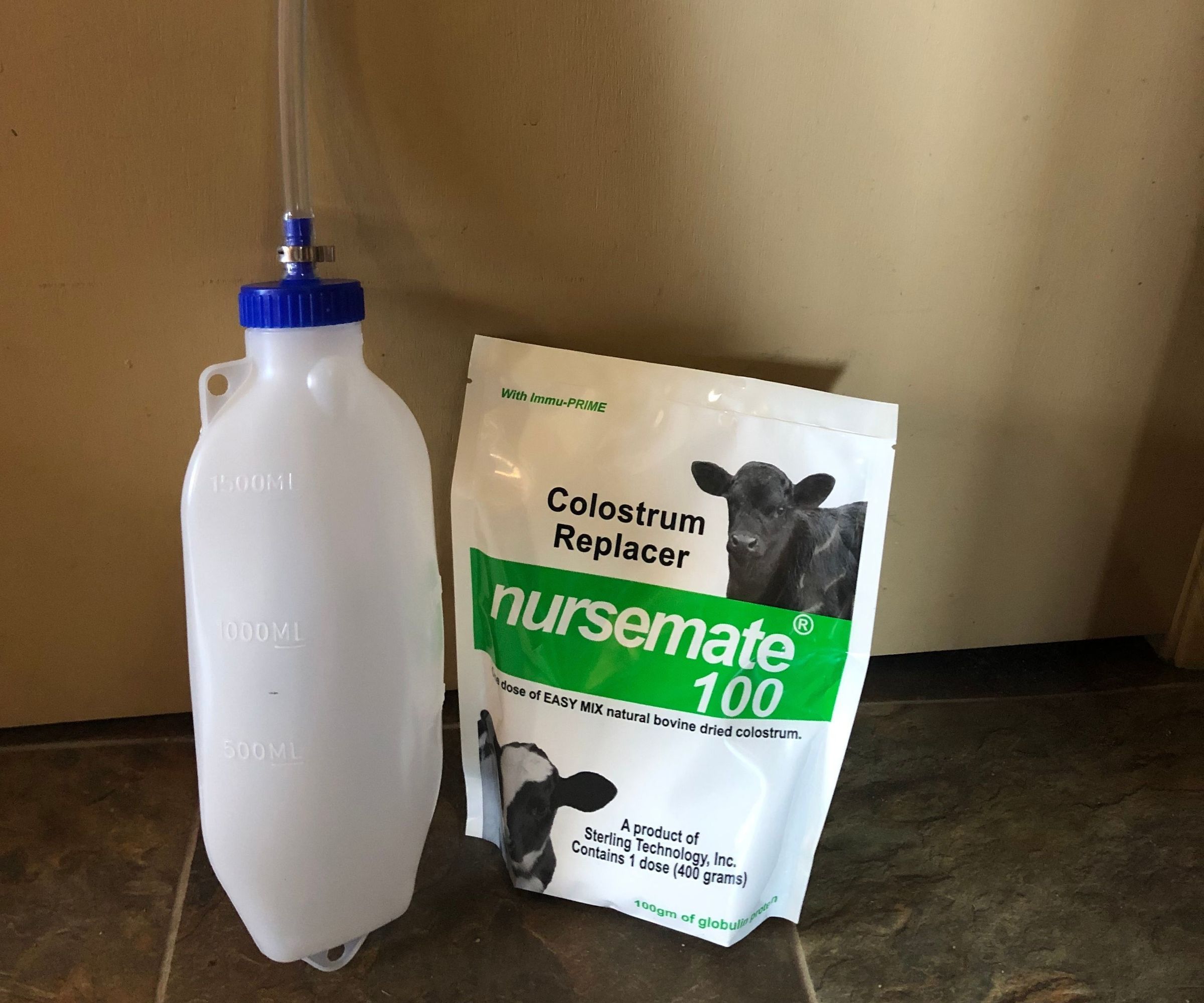 How to Tube Feed a Calf the Right Way Every Time