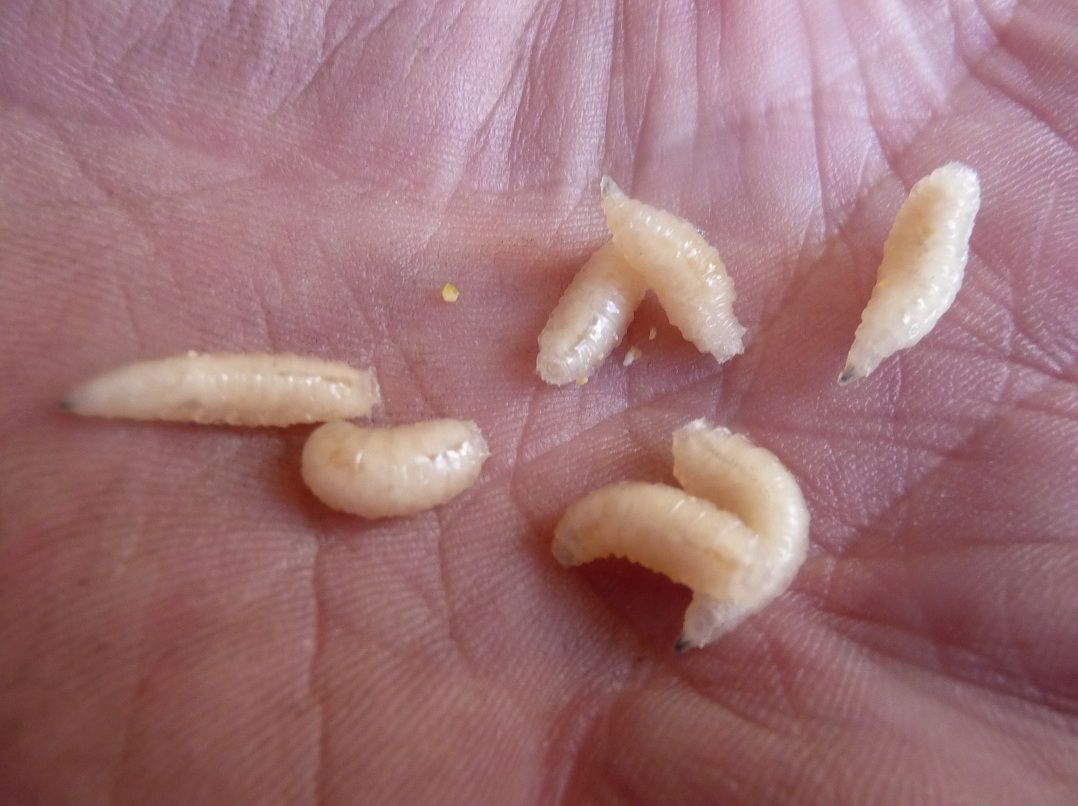 Eco-friendly Maggots- FREE BAIT- Natural Food