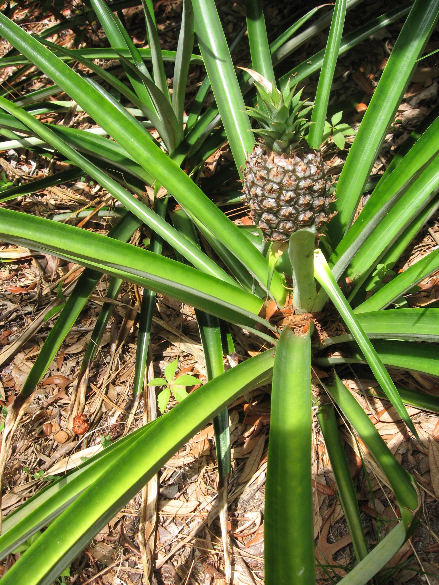 How to Grow Pineapples