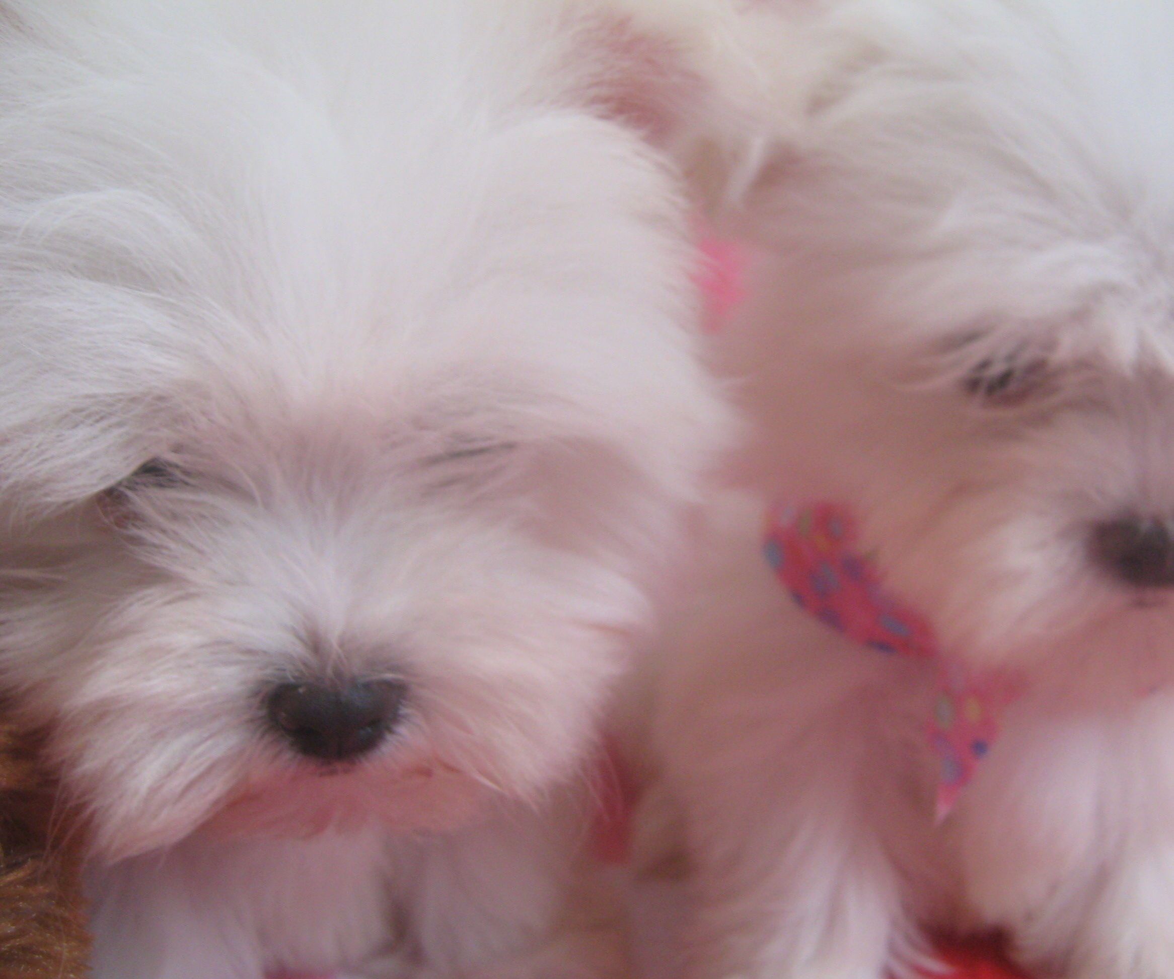 On De-Worming Your Puppy and Tricks Suggestions.