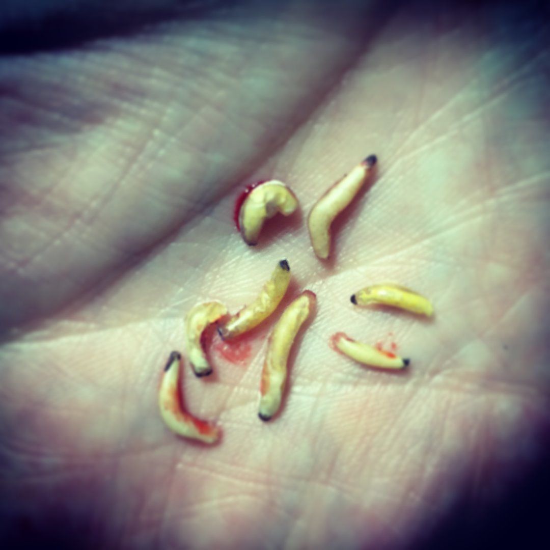 Easy and Realistic DIY Maggots 6 Steps Instructables