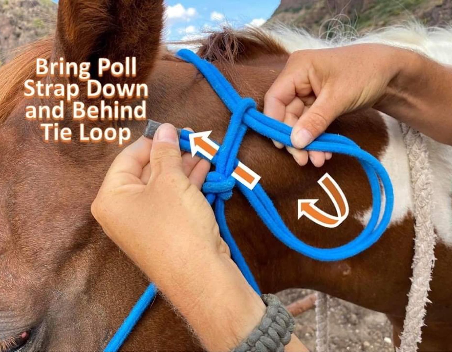 How to Halter a Horse Fit & Tie a Rope Halter 6 Steps (with