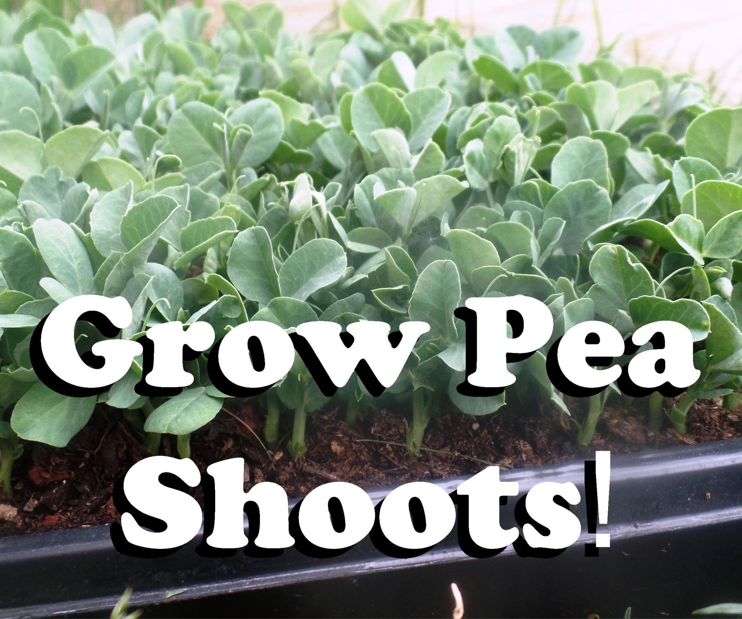 Grow Pea Shoots