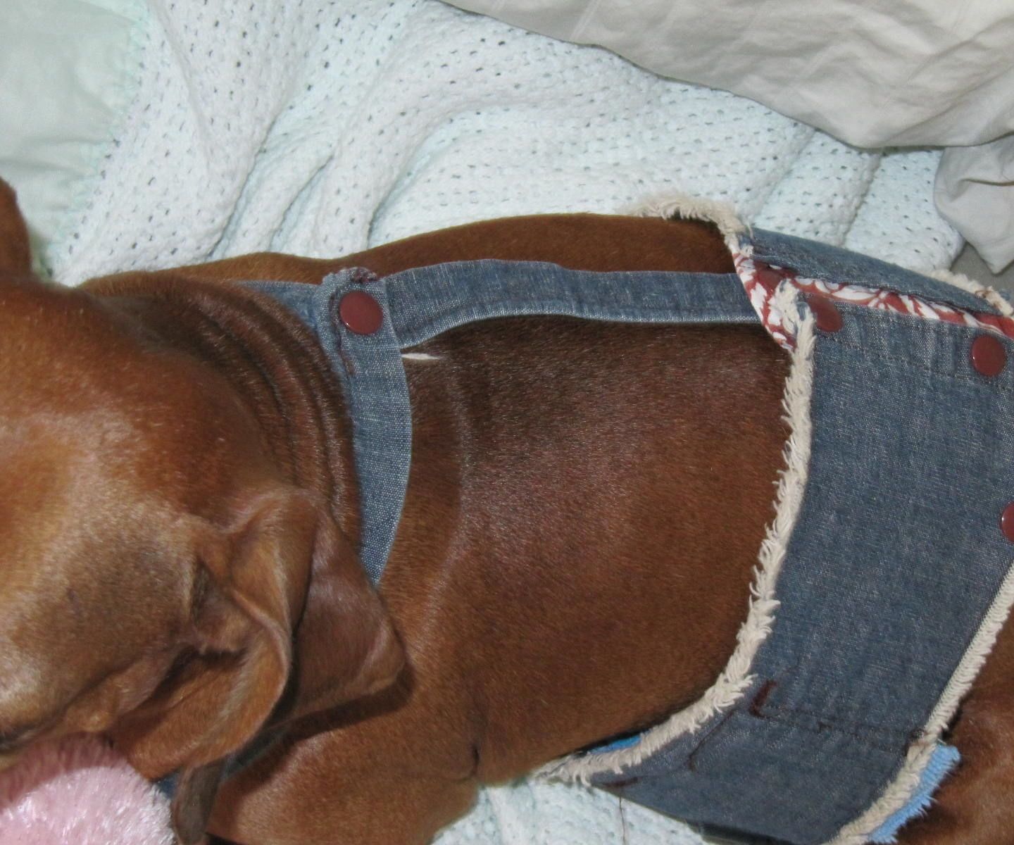 Stay on DIY Dog or Cat Diaper With Straps