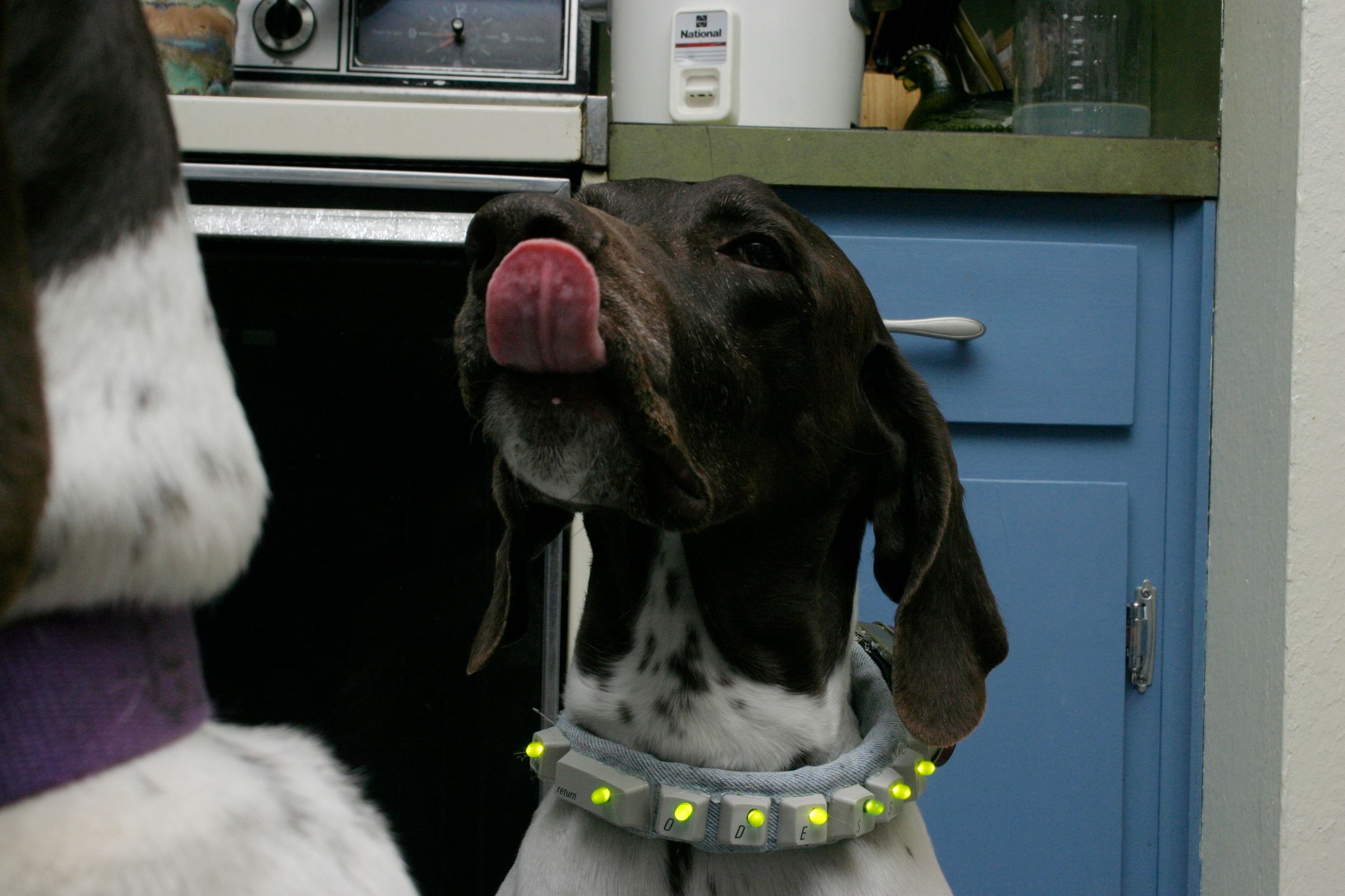 SUPER FANTASTIC LED DOG  COLLAR