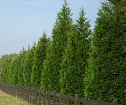 How to Created a Privacy Hedge