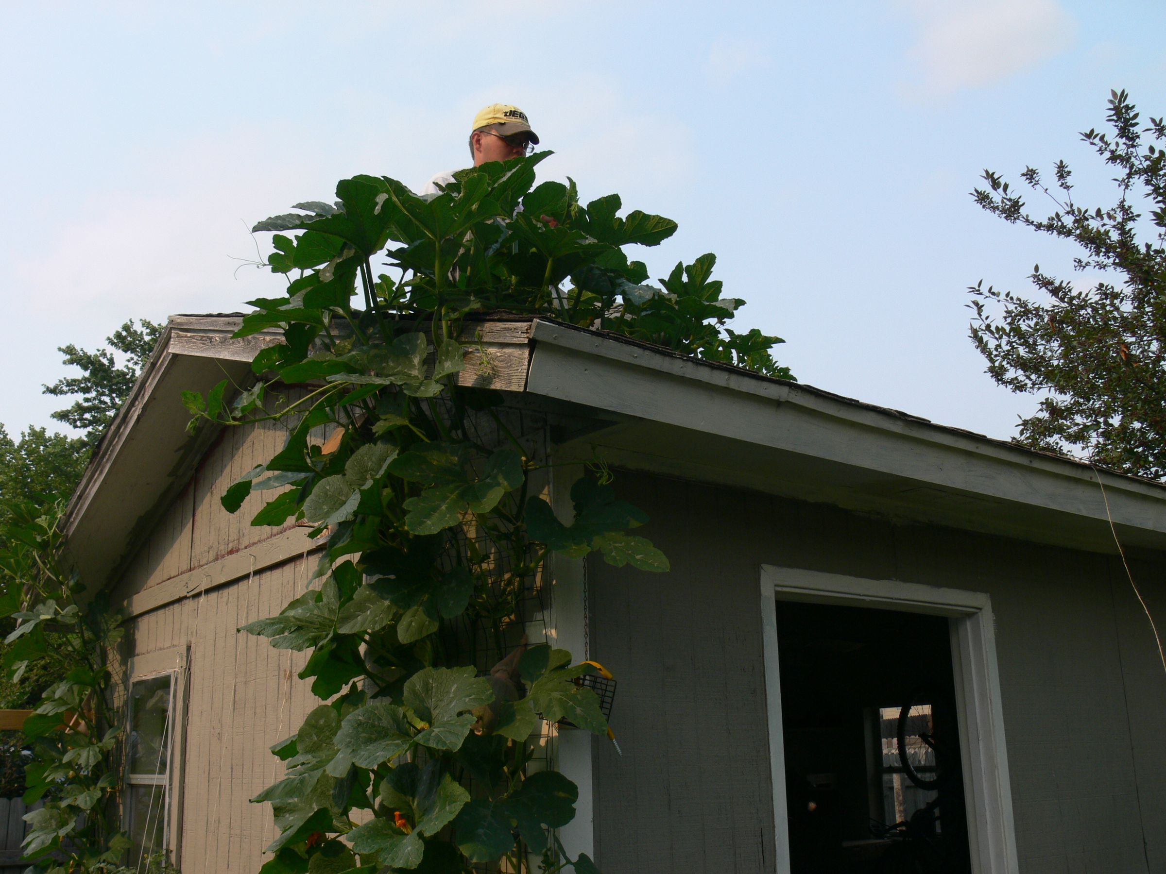 Taking your pumpkins all the way to the roof (top)