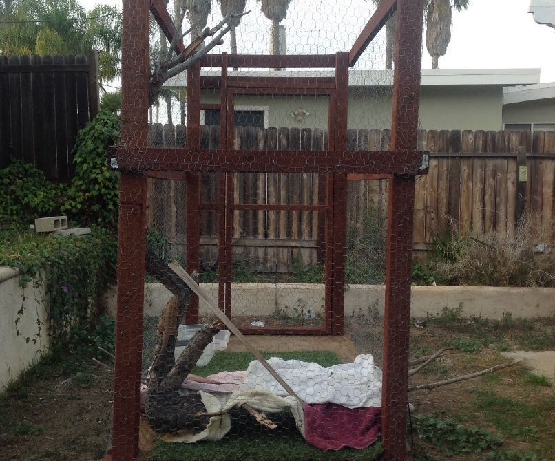  Outdoor Lizard Habitat 