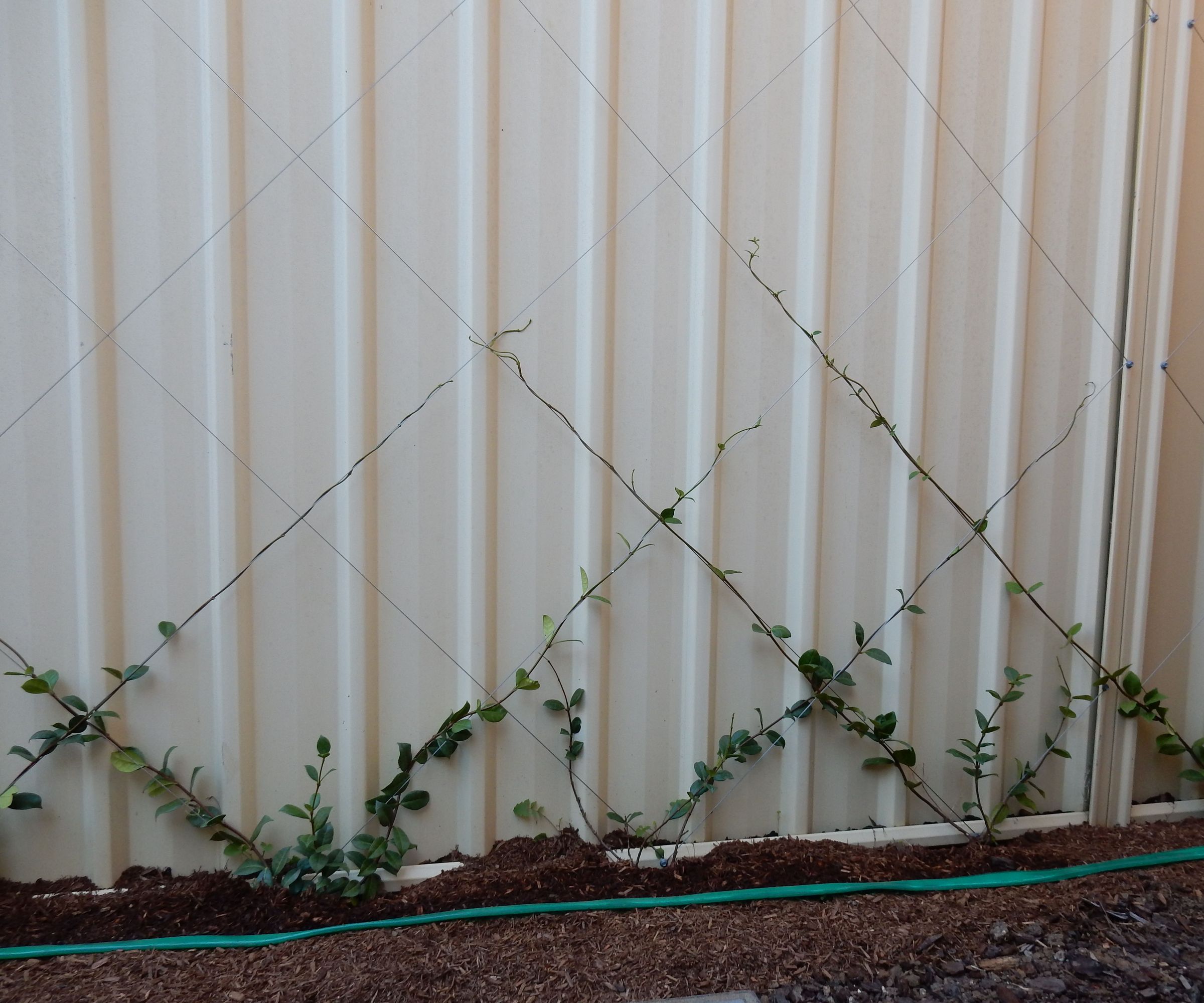 Garden Trellis and Climbing Hedge on Existing Fence WITH VIDEO