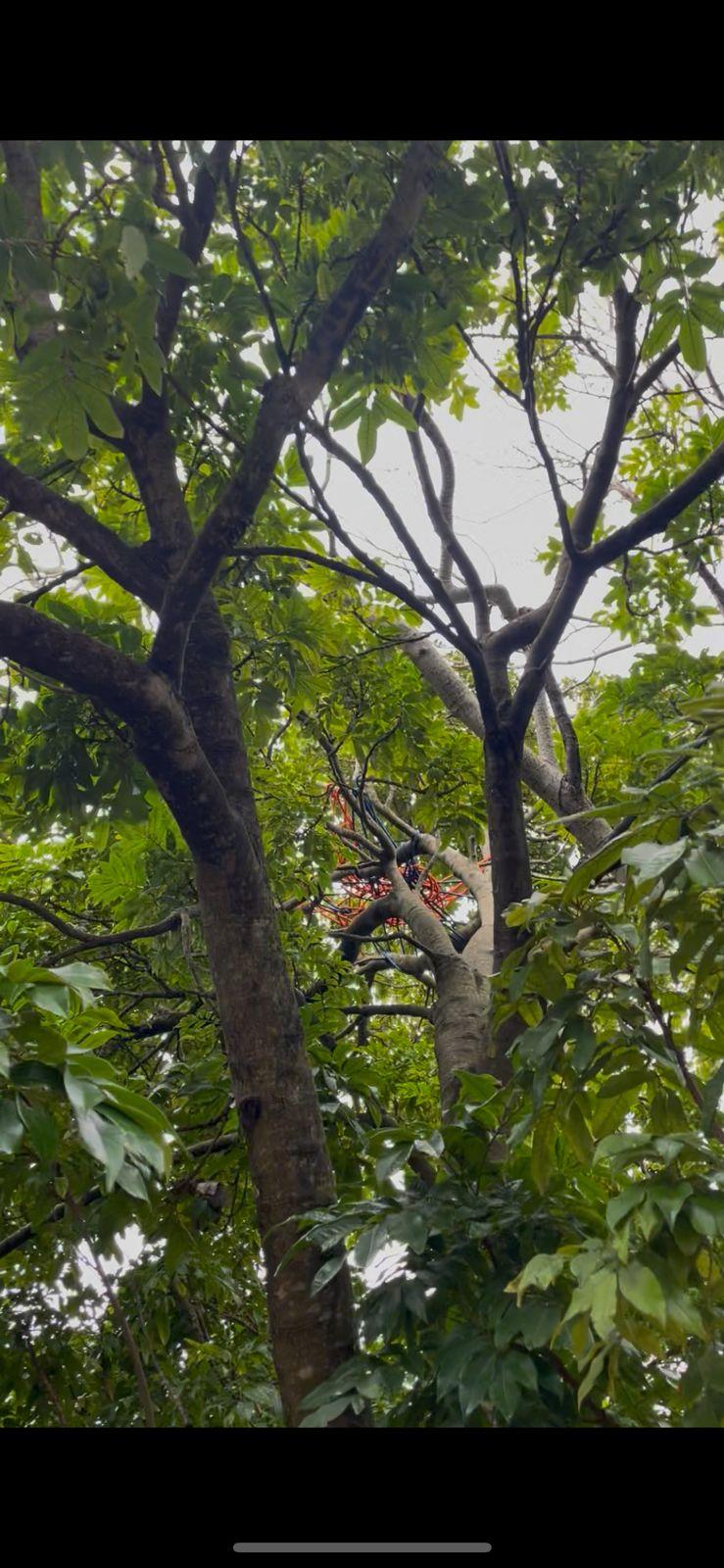 How to Make a Tree Net