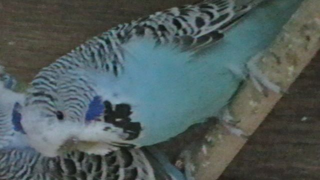 How to Tame Your Budgie - Part 1The Beginning