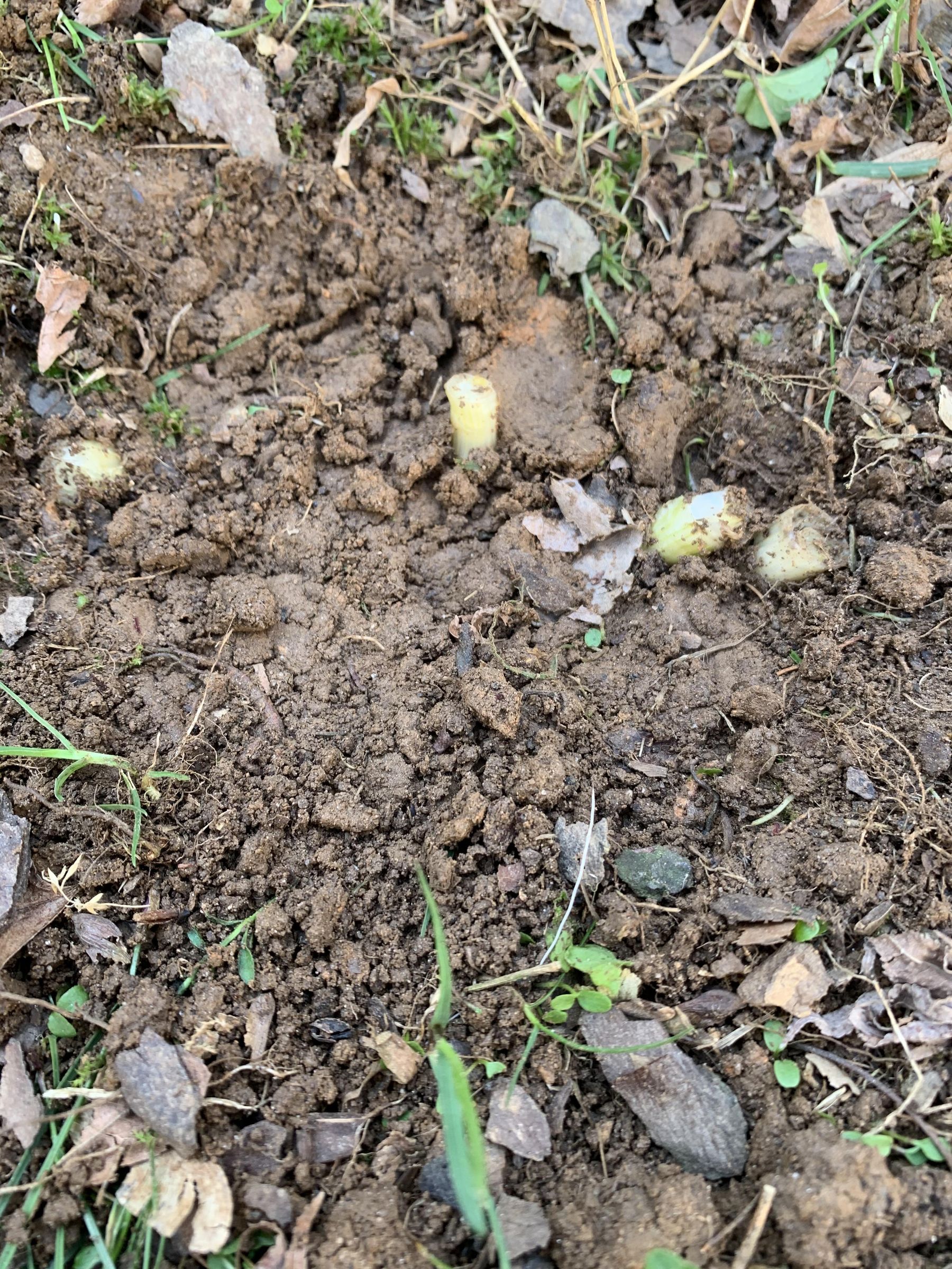 Easily Grow Spring Onions 8 Steps Instructables