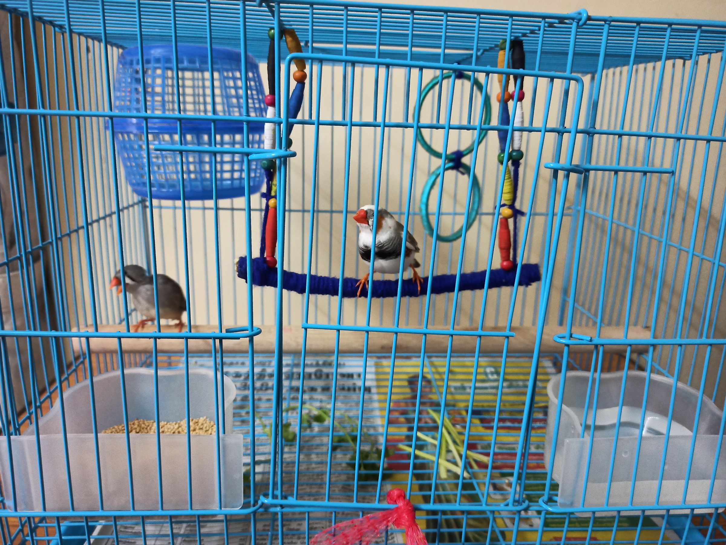 Bird Swings and Bird Treats 7 Steps (with Pictures) Instructables