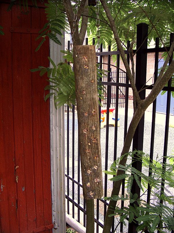 Home Made Suet Feeder