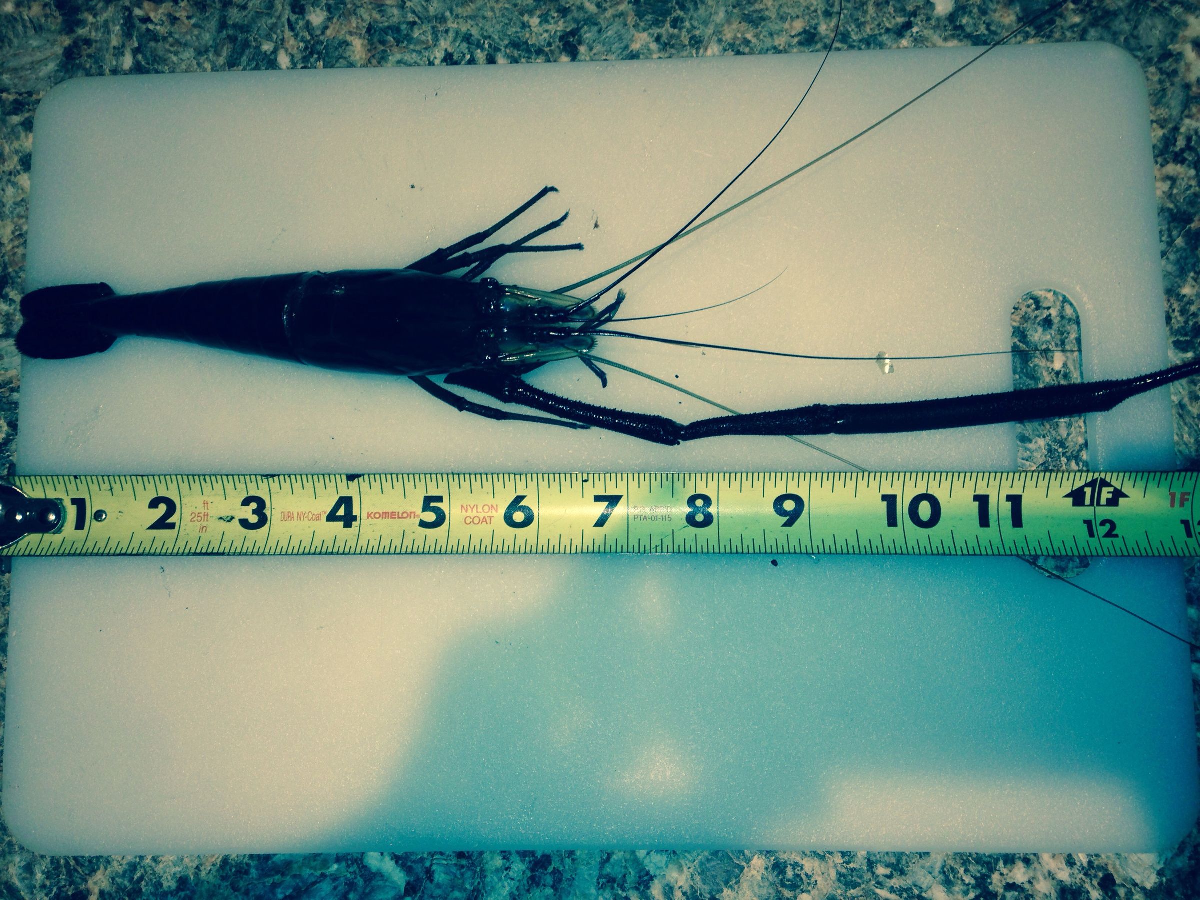 DIY 3-Prong Spear