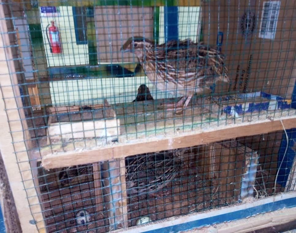 How to Raise Quail Food at Home