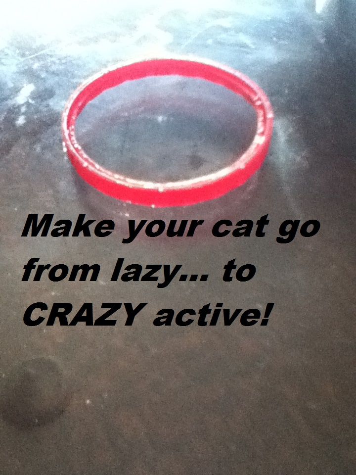 THE BEST CAT TOY EVER, AND IT'S COSTS UNDER a DOLLAR!!!!!!!!!!!!
