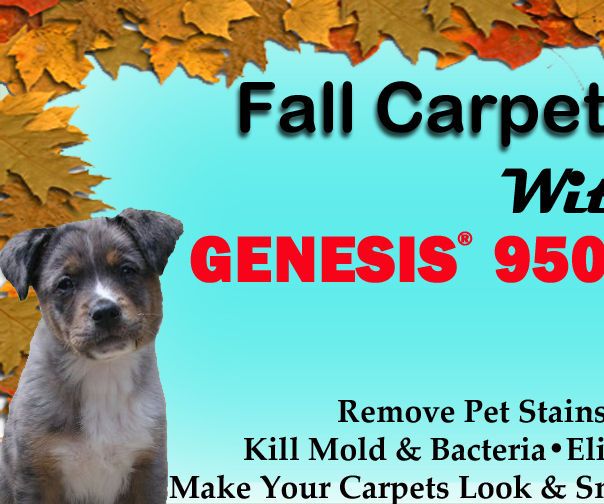 DIY Fall Carpet Cleaning - Make Your Carpet Look & Smell Professionally Cleaned