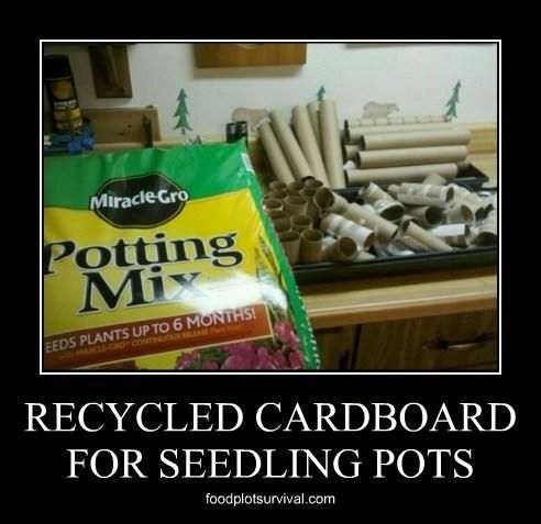 Toilet Paper Seedling Pots - Ultimate Recycle
