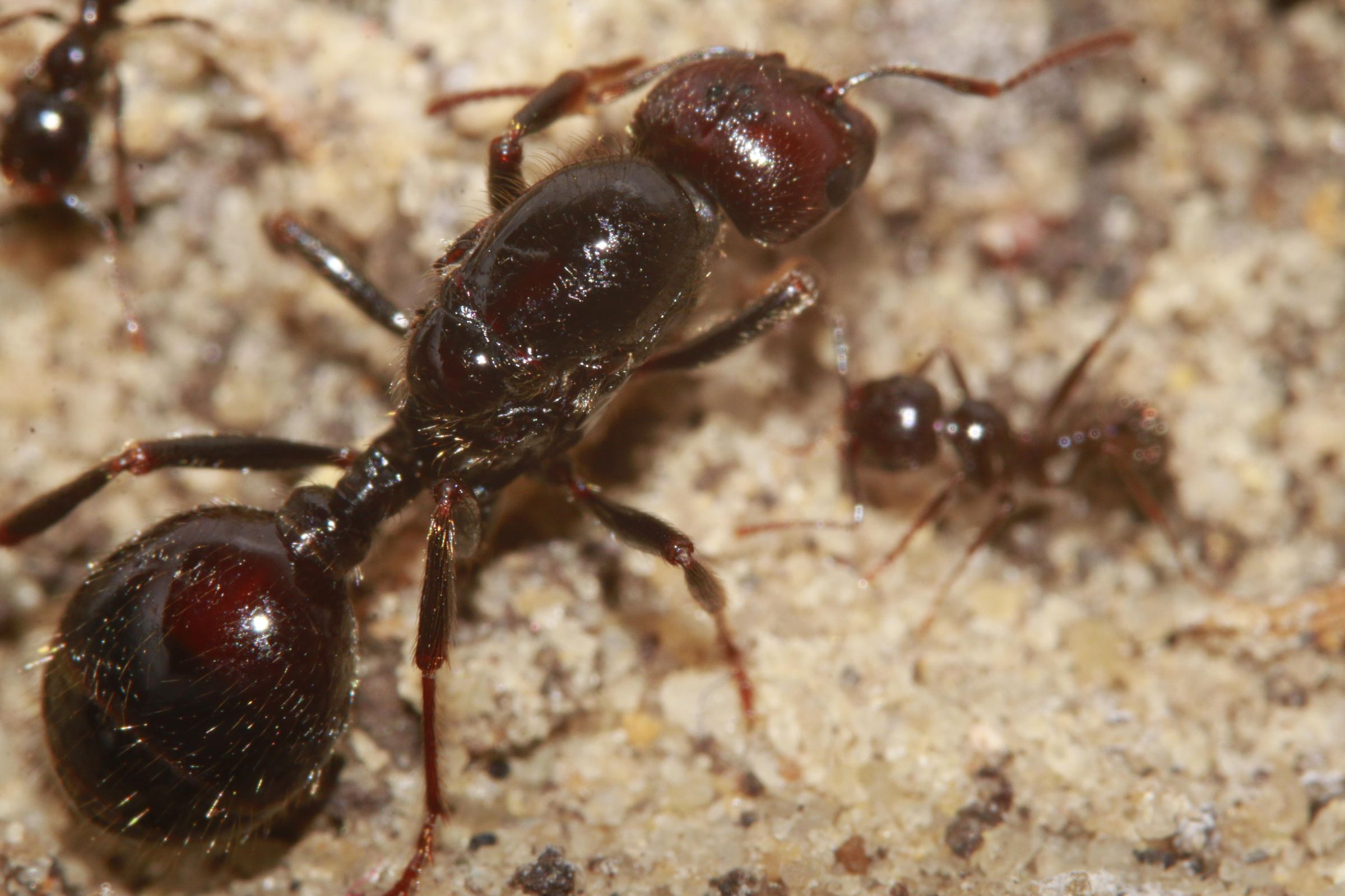 Concrete Ants Nest 4 Steps (with Pictures) Instructables