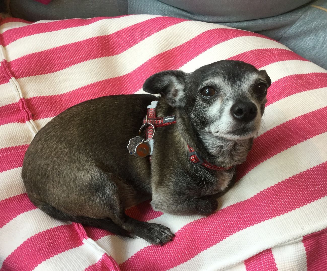 How to Pet a Chiweenie