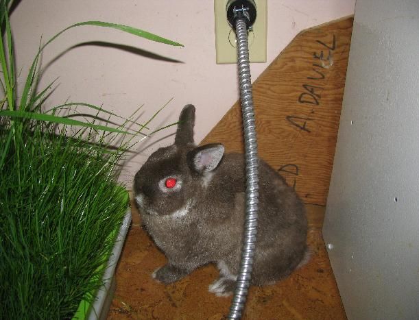 Rabbit-proof Extension Cord