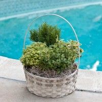 Make Use of Some Indoor Plants to Create a Friendly Place for Everyone