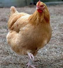 Chicken for 5...