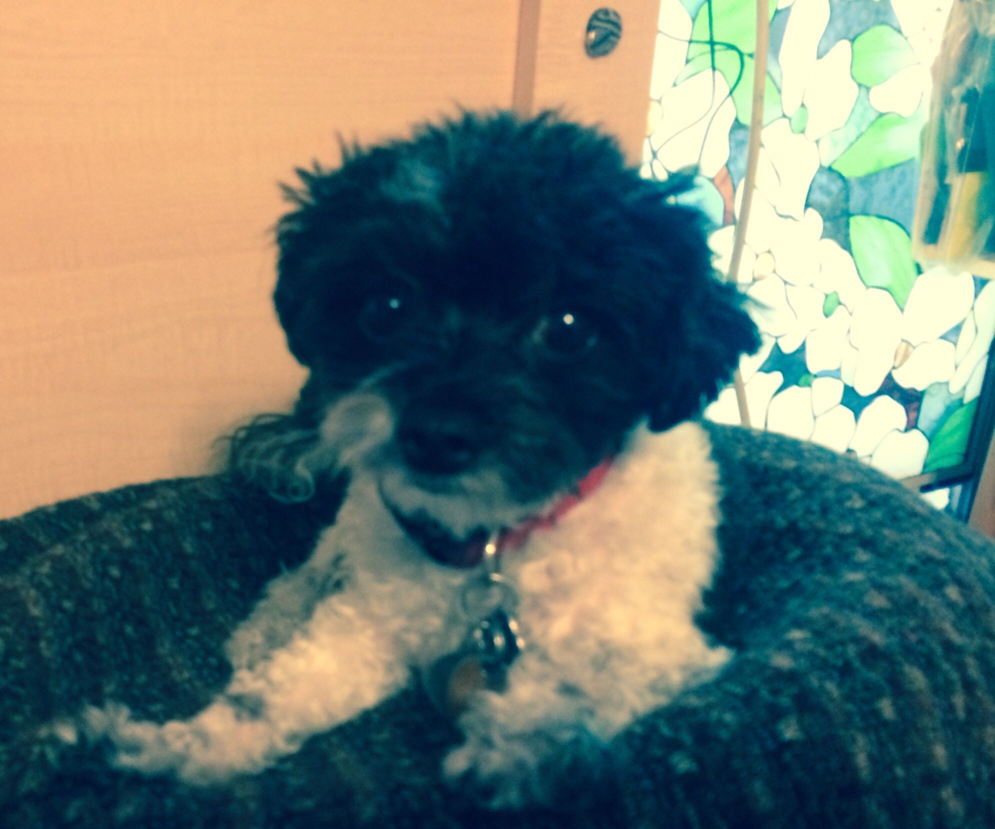 Dog Pillow With Old Sweater and Pillow and Swim Noodle