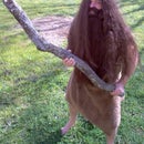 Walking: Step-by-Step